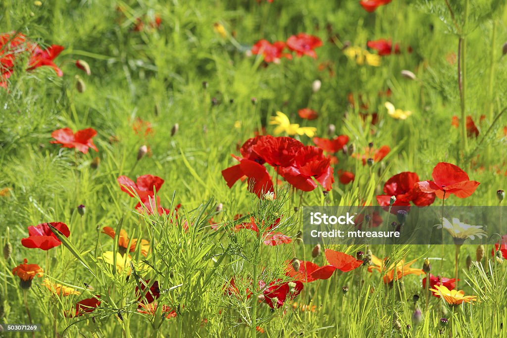 Frontière de jardin avec des fleurs sauvages coquelicots images/Rouge - Photo de Bleu libre de droits