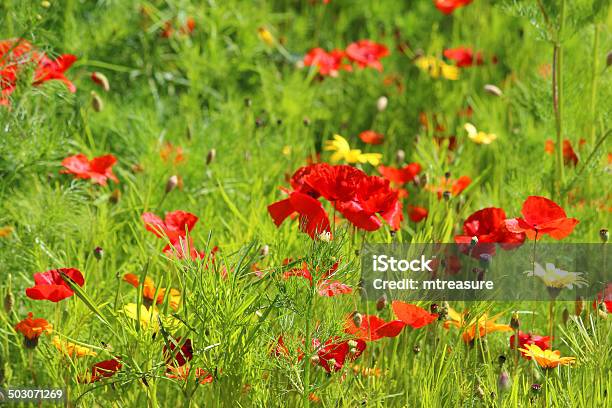 Photo libre de droit de Frontière De Jardin Avec Des Fleurs Sauvages Coquelicots Imagesrouge banque d'images et plus d'images libres de droit de Bleu