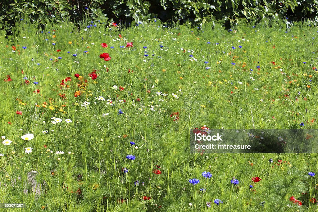 Garden Rand gefüllt mit bunten wilden Blumen und wildflower meadow Bild - Lizenzfrei Blau Stock-Foto