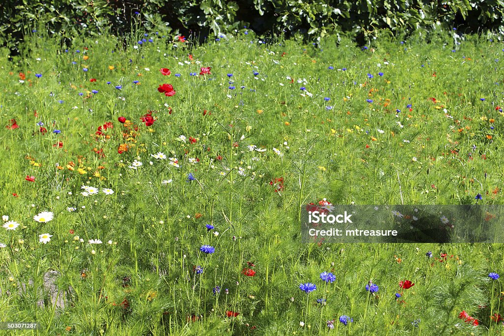 Сад рамка с красочными дикие цветы/Полевой цветок луг изображение - Стоковые фото Dimorphotheca роялти-фри
