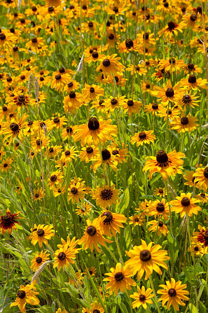 istock Field of Flowers 503071999