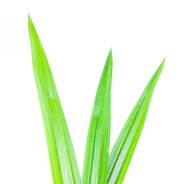 istock Fresh Pandan leaves on white background 503072143