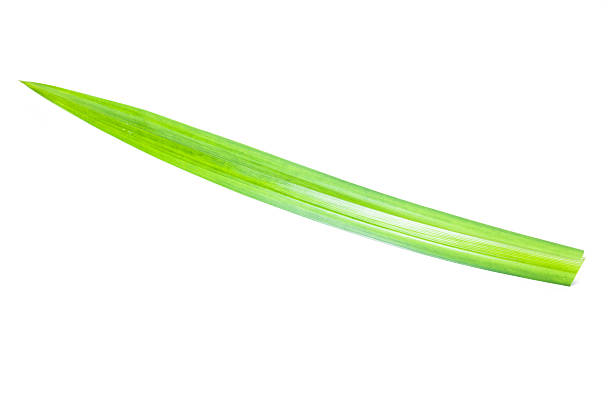 istock Fresh Pandan leaves on white background 503072193