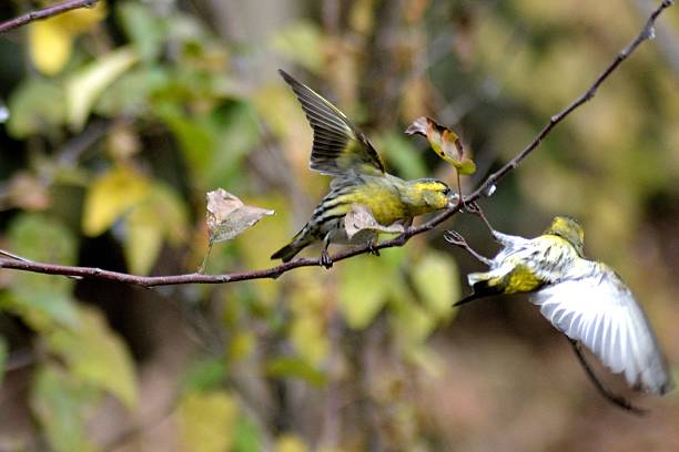 istock Male Eurasian Siskin (Spinus spinus) fighting over territory 503072238