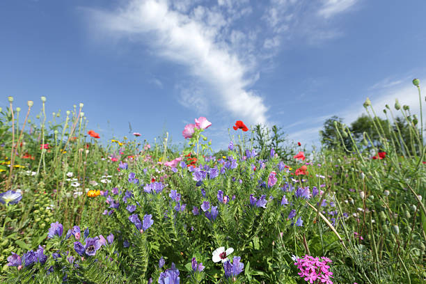 istock Colorful wildflowers 503072367