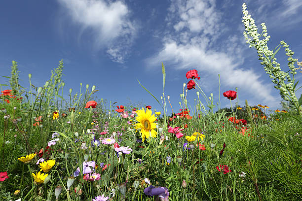 istock Colorful wildflowers 503072675