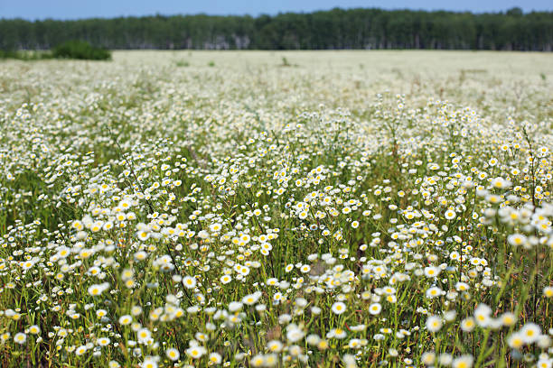 florecer meadow - lea fotografías e imágenes de stock