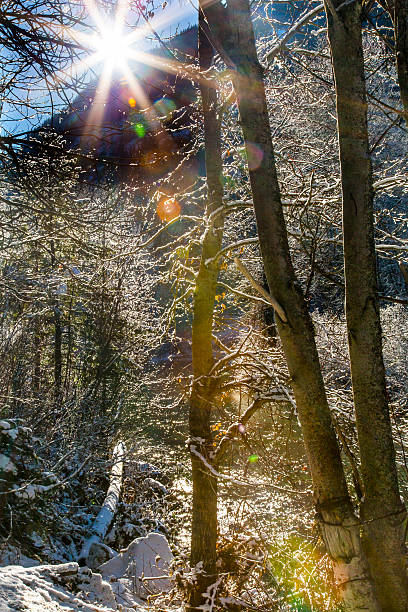 foglie di ghiaccio inverno neve sole fiume wenatchee leavenworth washington - tree leavenworth snow sky foto e immagini stock