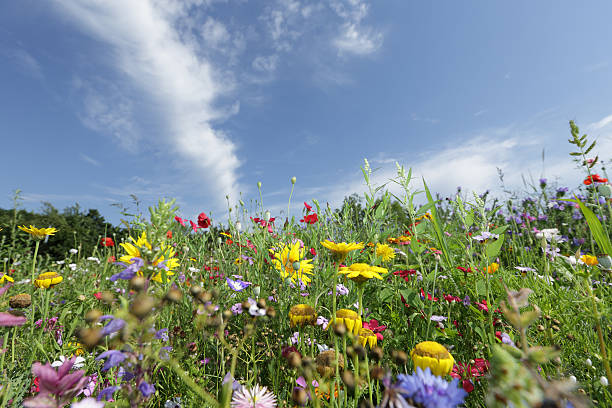 istock Colorful wildflowers 503073073