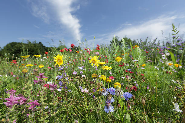 istock Colorful wildflowers 503073079