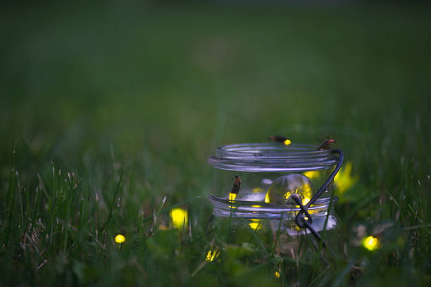 Fireflies in Jar stock photo