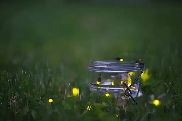 Fireflies (lightening bugs) in a mason jar in the grass on a summer evening. Taken in Lansing, MI.