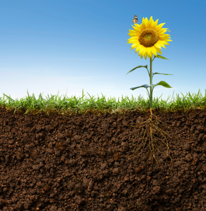 cross section view of sunflower with roots and butterfly on it