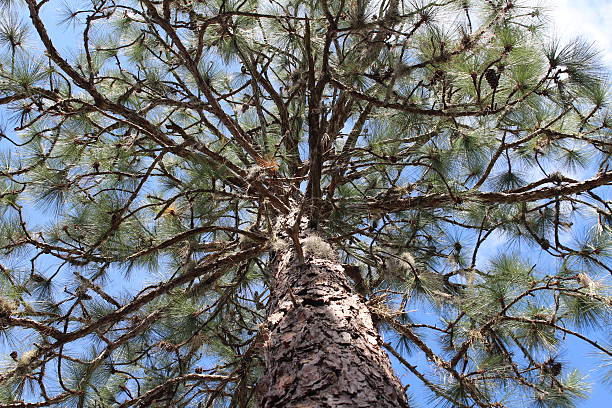 Pine Cone Tree stock photo