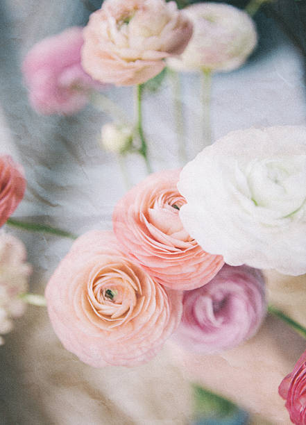 istock ranunculus bouquet vintage paper and grain effects 503073697