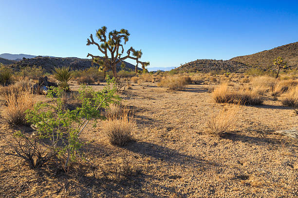 istock Joshua Tree National Park  - Joshua Tree 503073811