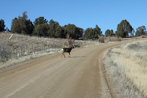 istock Deer in middle of dirt road 503073892