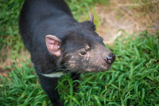 istock Tasmania devil of Tasmania, Australia. 503074030