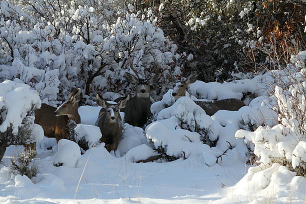 istock Deer family portrait 503074128
