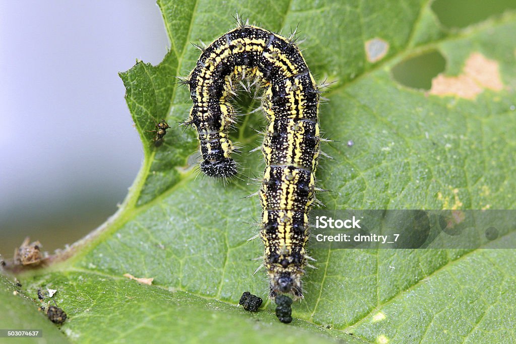 Caterpillar Black Color Stock Photo