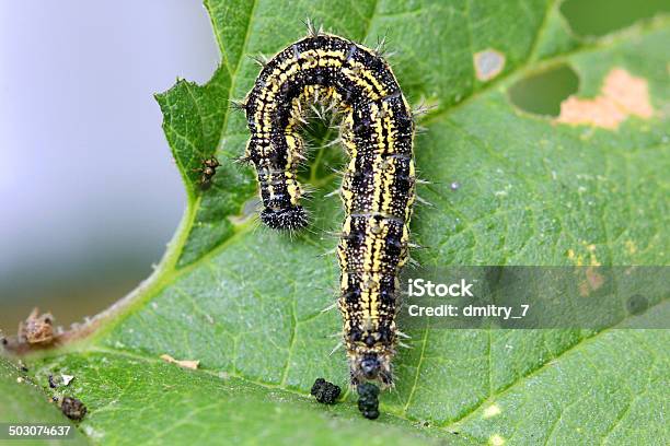 Caterpillar Stock Photo - Download Image Now - Black Color, Butterfly - Insect, Caterpillar