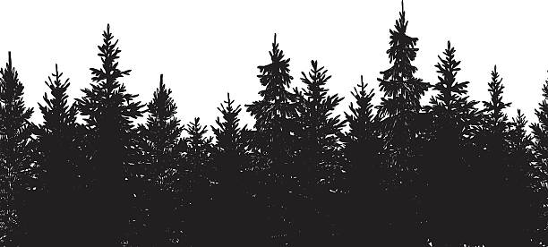 Seamless Black Forest Background Vector illustration of hand drawn black tree background. pine tree illustrations stock illustrations