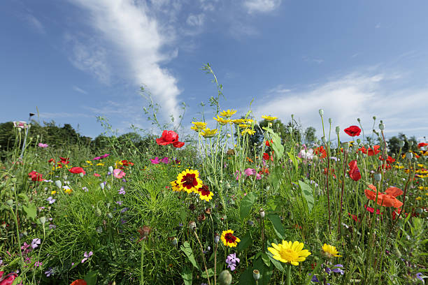 istock Colorful wildflowers 503074747