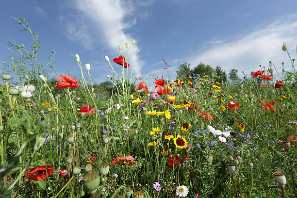 istock Colorful wildflowers 503074749