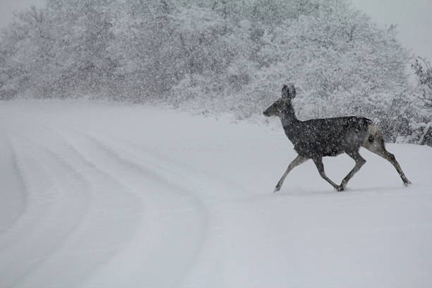 istock Doe heading toward snowy road 503074786