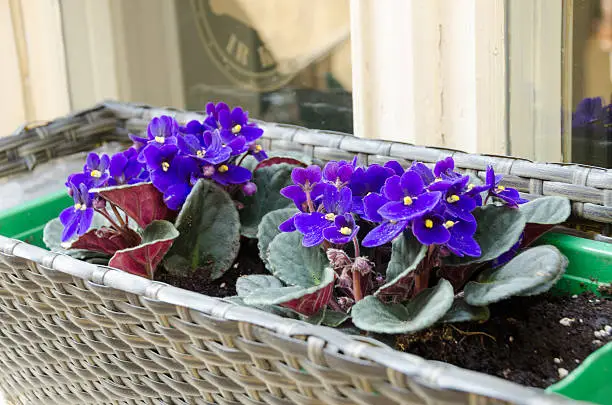 beautiful spring African-violet (lot. Saintpaulia) pot outside on the window sill