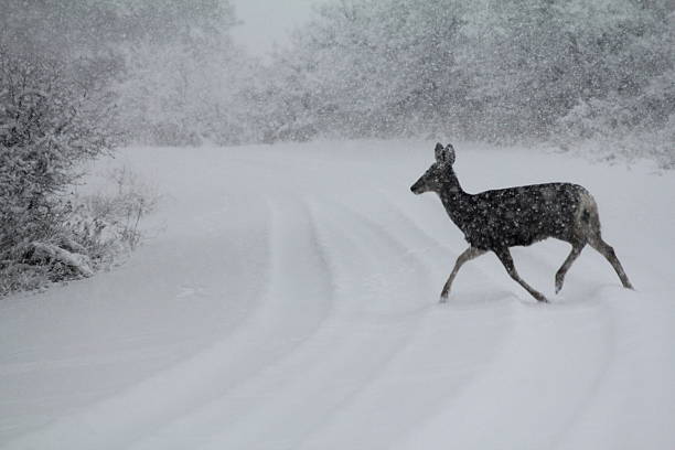 istock Doe on snowy road 503074984