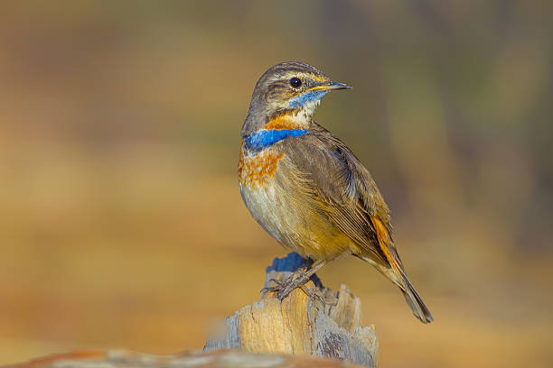 istock Close up of  Bluethroat (Luscinia svecica) 503075252