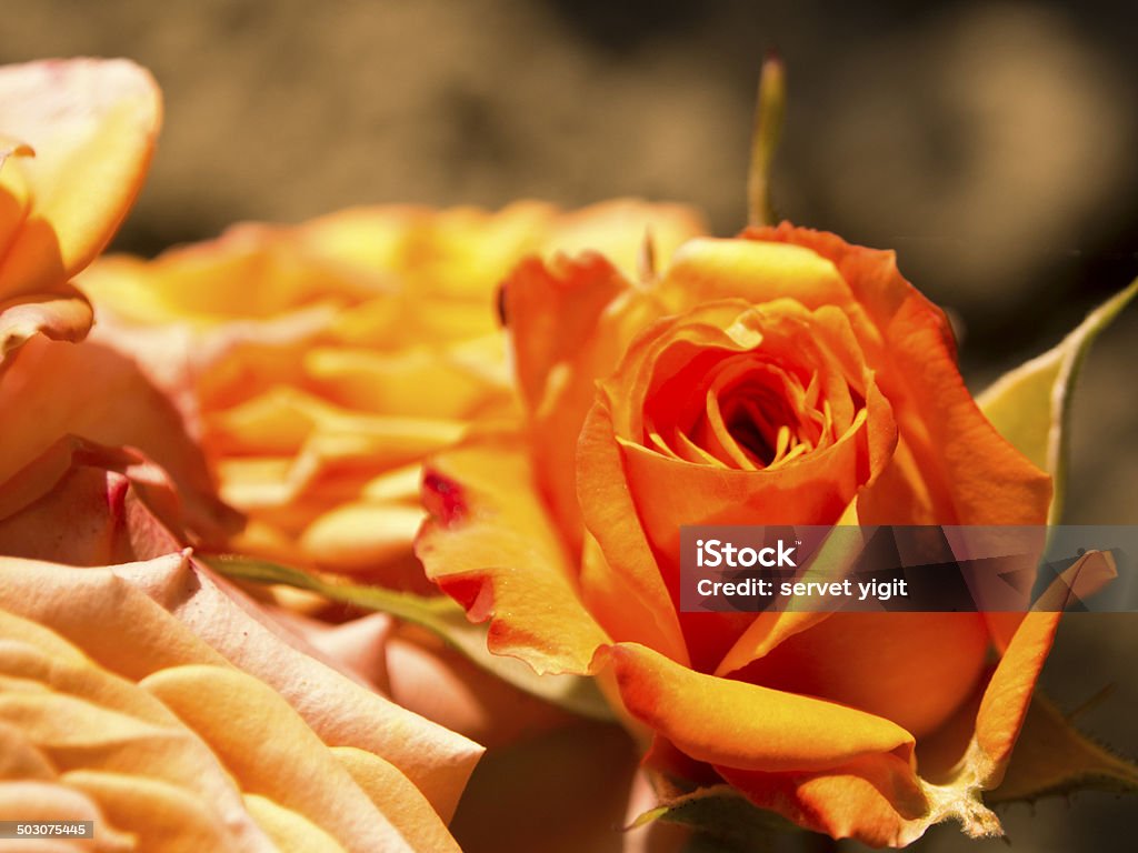 Rose Flower Stock Photo