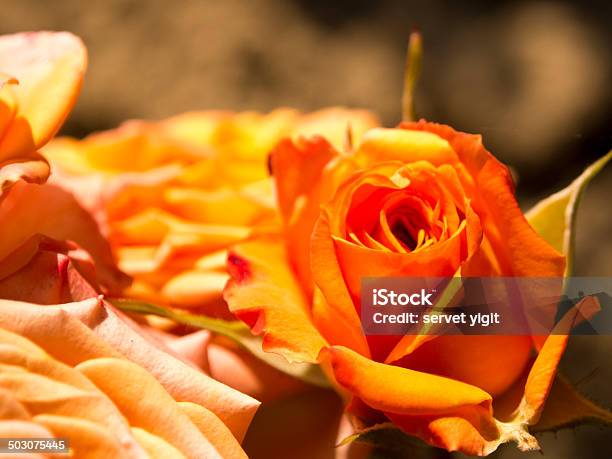 Rose Stock Photo - Download Image Now - Flower, Adult, Beauty In Nature