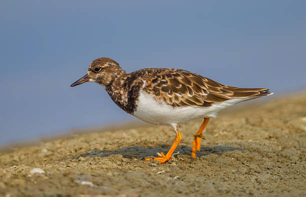 istock Close up of Ruddy Turnstone(Arenaria interpres) 503075450