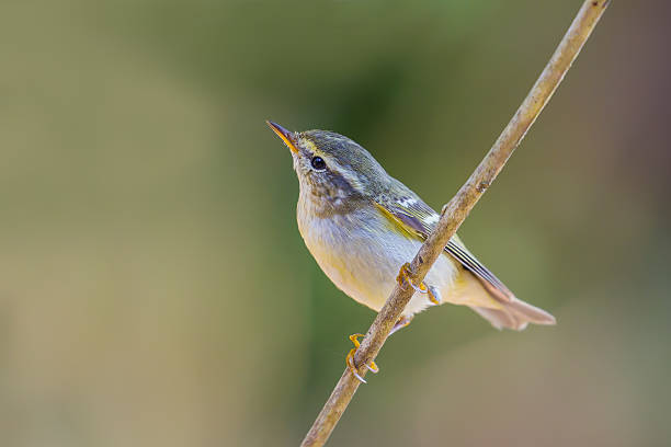 istock Close up of Yellow-browed Warbler 503075472