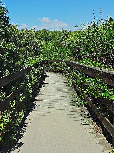 Wooden boardwalk through the sand dunes on the beach stock photo