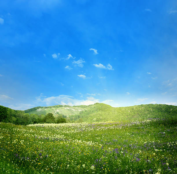 istock Mountain landscape with flowers 503075655