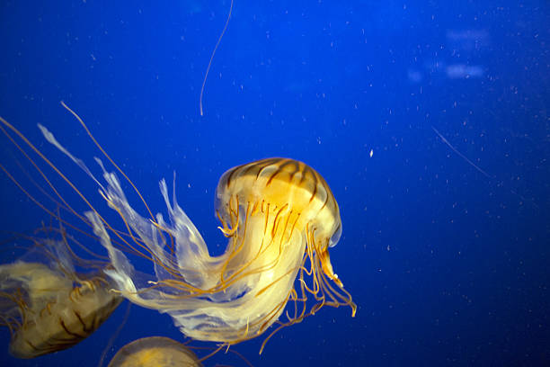 istock Northern Sea Nettle 503075796