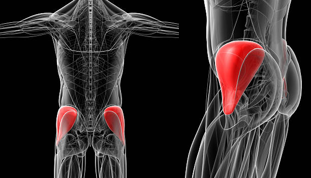 Médico ilustração do gluteus medius - foto de acervo