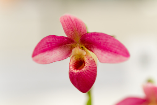 Orchid (phragmipedium). The flower comes into bloom in winter. The language of the flower is 