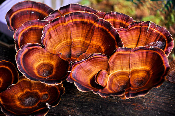 ganoderma lucidum-ling zhi cogumelos, close up - fungus part - fotografias e filmes do acervo
