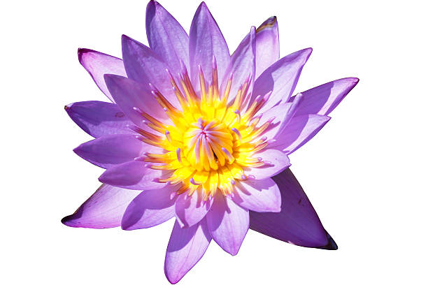 istock the wather lilly name is lotus 503079492