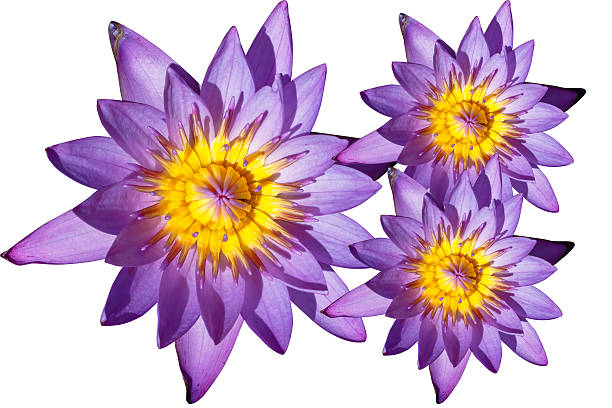 istock the wather lilly name is lotus 503079612