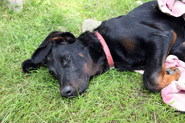 istock Puppy, beauceron, french shepherd 503079774