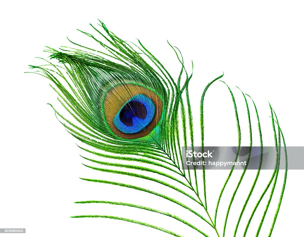 Peacock Feathers On White Background Stock Photo - Download Image ...