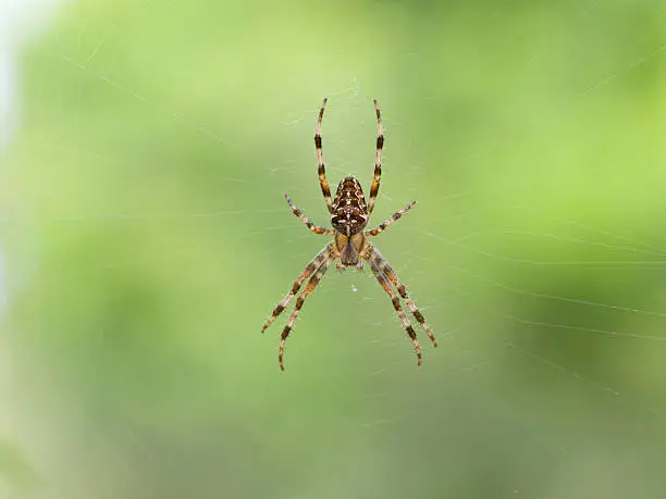 Photo of European garden spider, Araneus diadematus