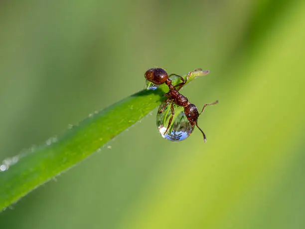 Photo of European fire ant on a water drop, Myrmica rubra