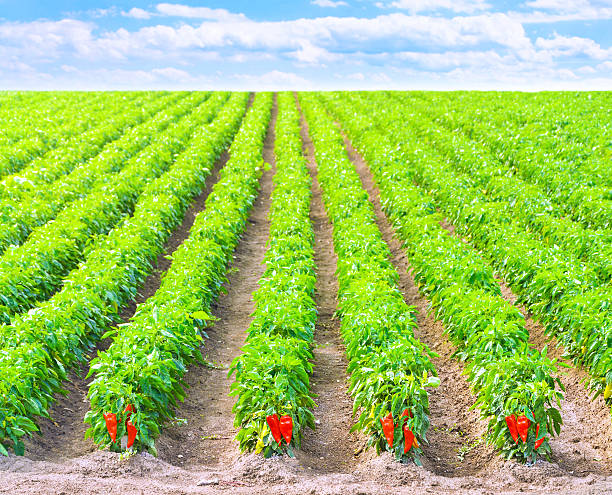 Red Peppers in a field with irrigation system stock photo