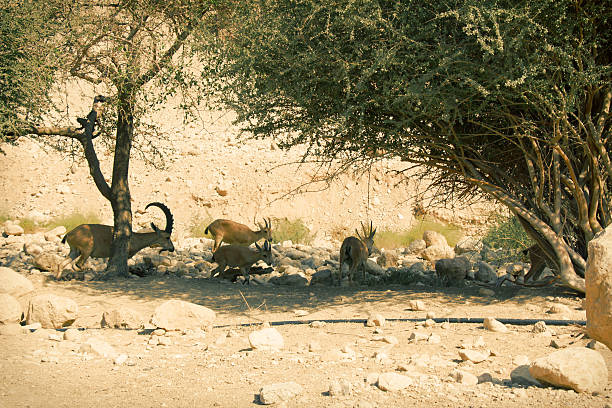 Nubian ibex in Ein Gedi, Israel